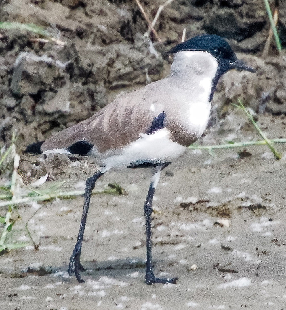 image River Lapwing